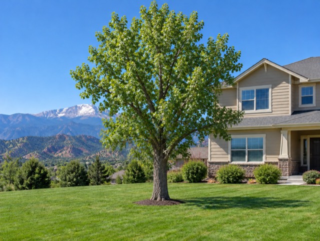 Large Tree Removal